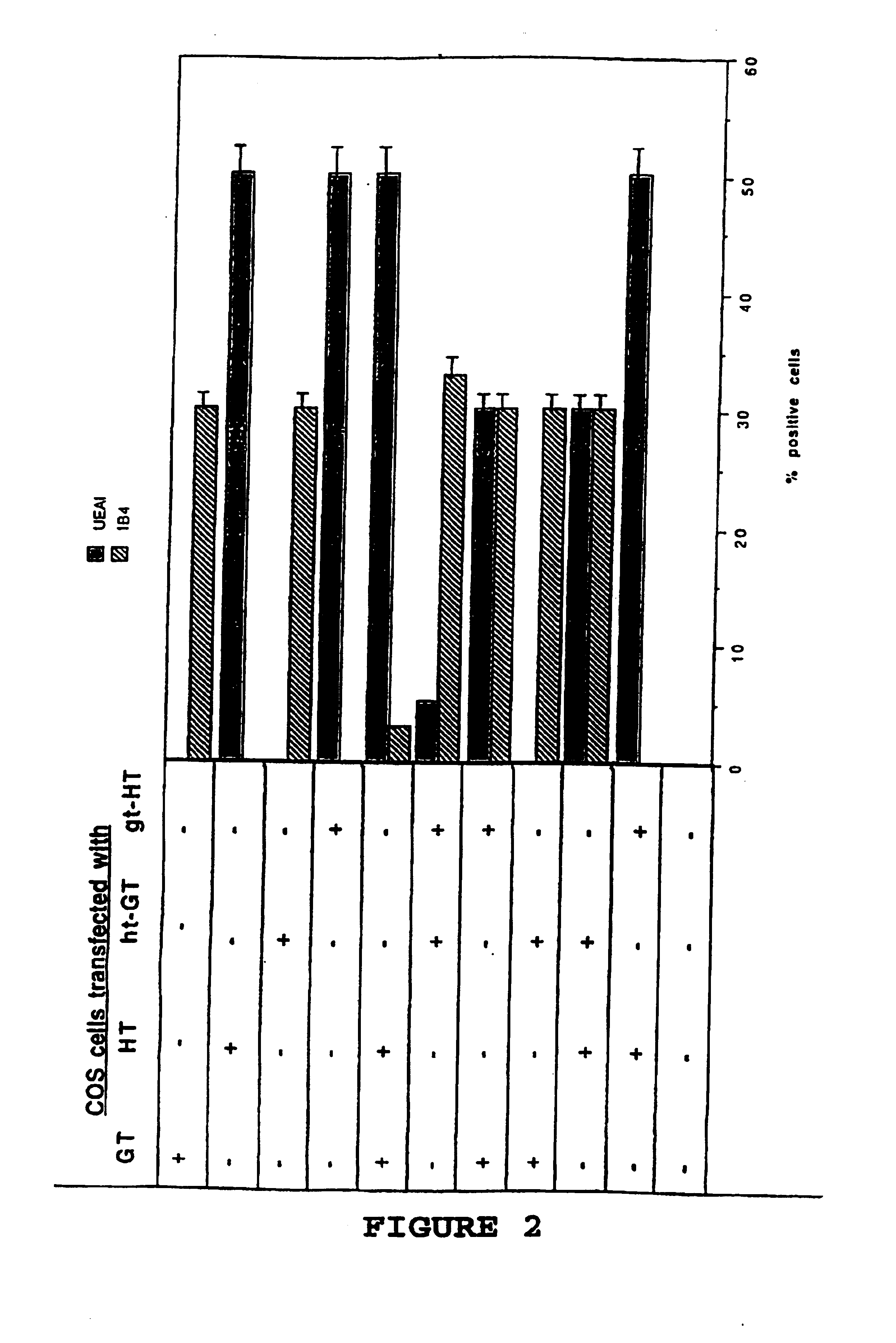 Nucleic acids encoding a chimeric glycosyltransferase