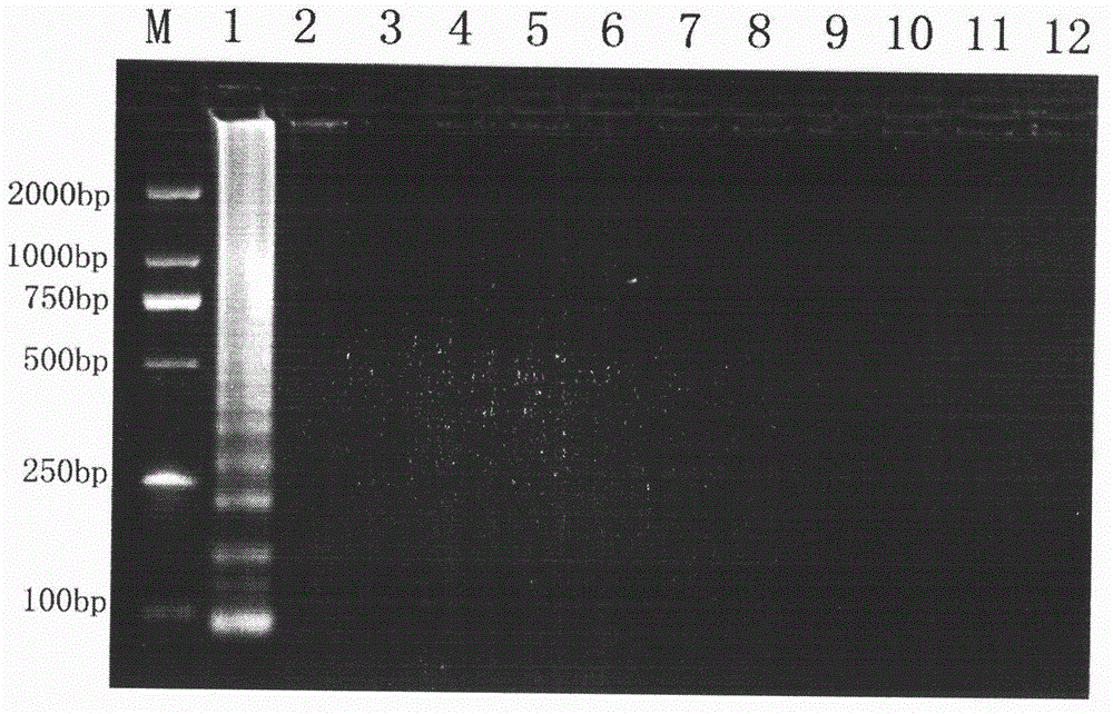 Actinobacillus pleuropneumoniae LAMP kit and application method thereof