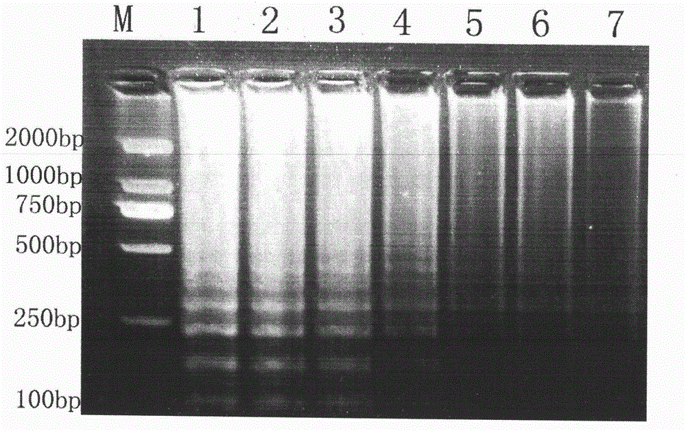 Actinobacillus pleuropneumoniae LAMP kit and application method thereof