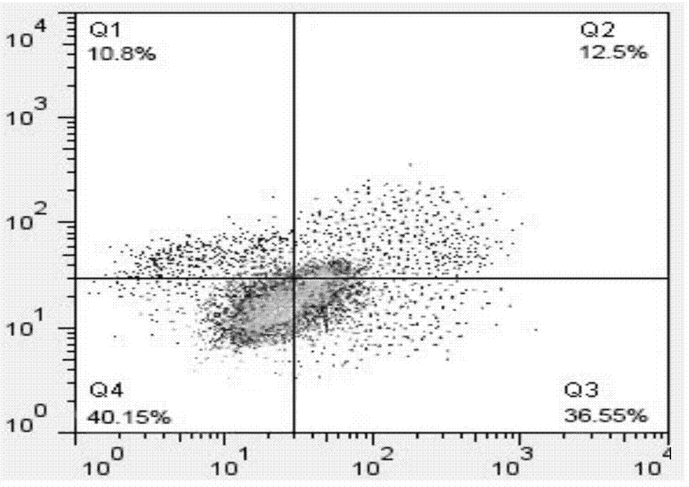 Method for establishing lipopolysaccharide (LPS)-induced milk cow mammary gland epithelial cell apoptosis model