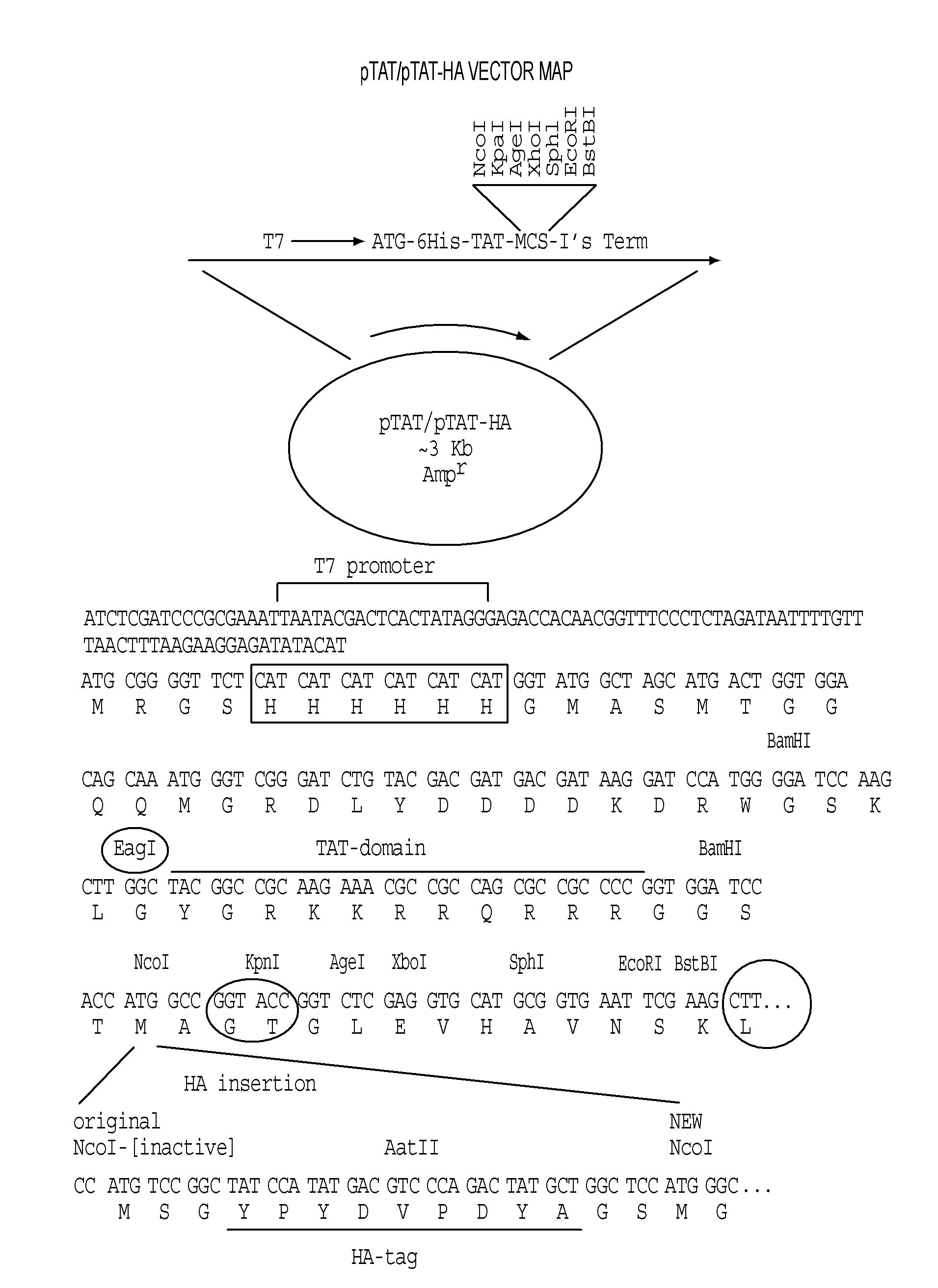 Genetically intact induced pluripotent cells or transdifferentiated cells and methods for the production thereof