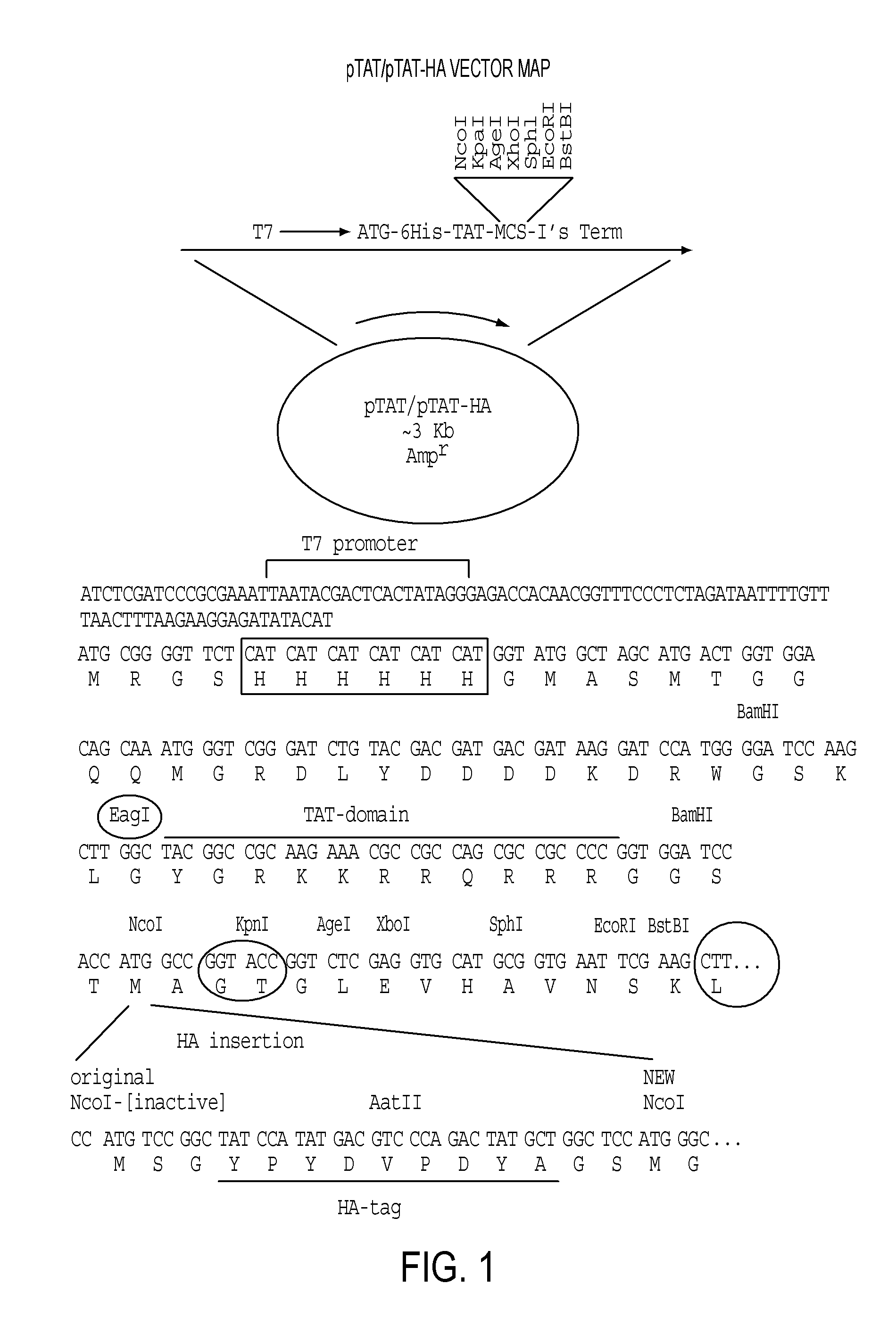 Genetically intact induced pluripotent cells or transdifferentiated cells and methods for the production thereof