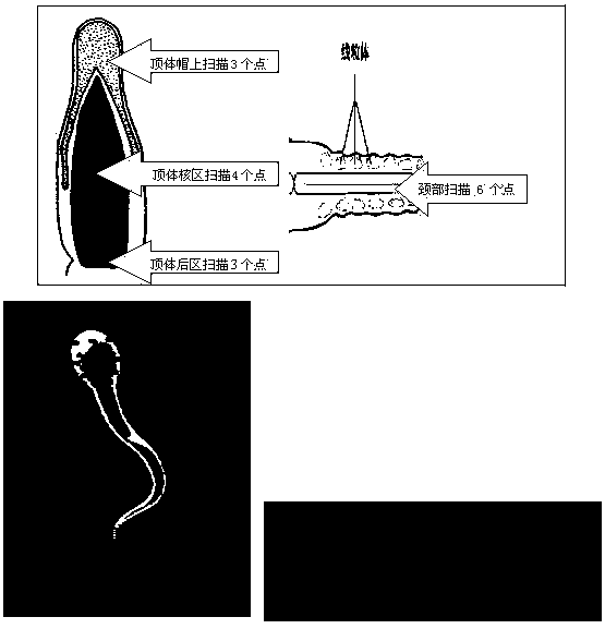 Noninvasive sperm form and ultrastructure analysis method