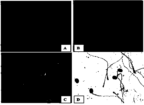 Noninvasive sperm form and ultrastructure analysis method