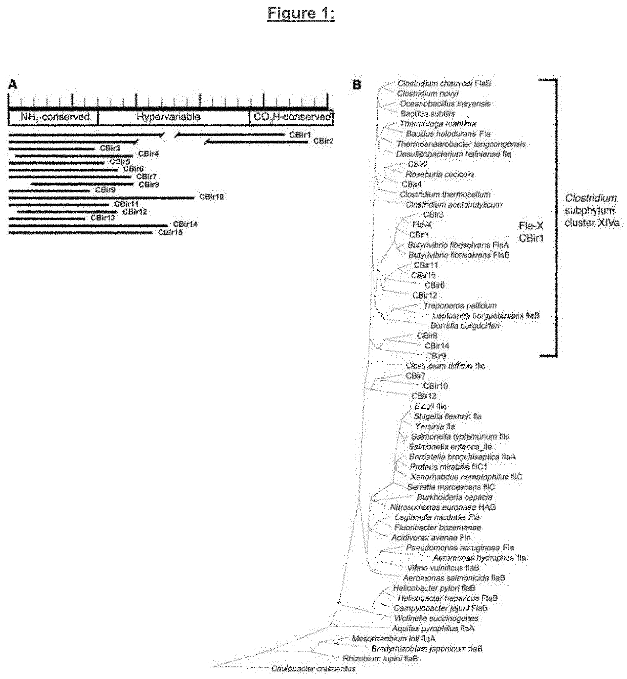 Diagnosis and treatment of inflammatory bowel disease