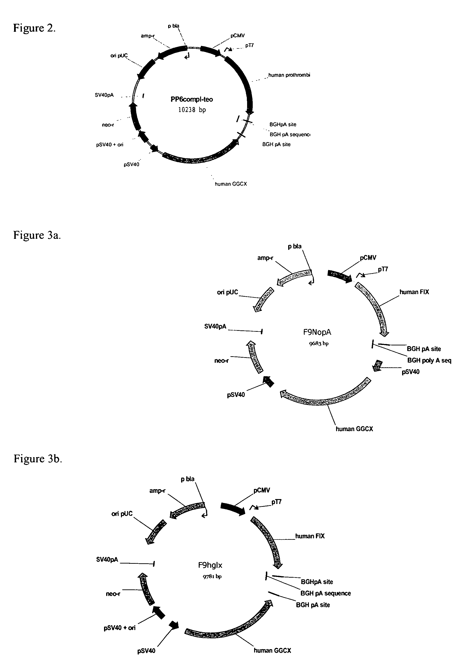 Methods for producing gamma-carboxylated proteins