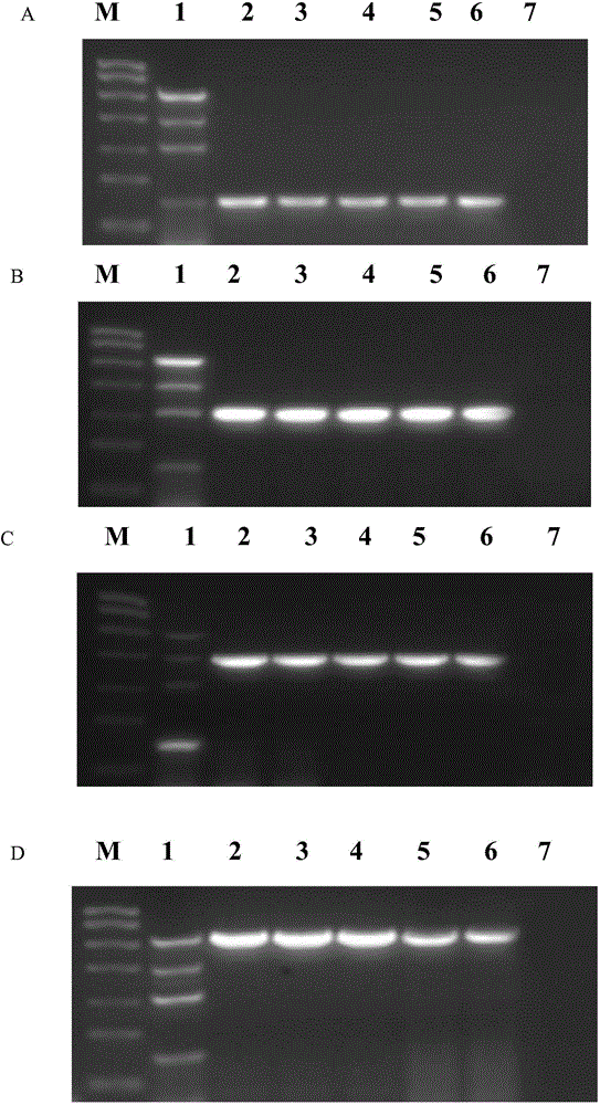 Primer composition for detecting different influenza viruses and application thereof