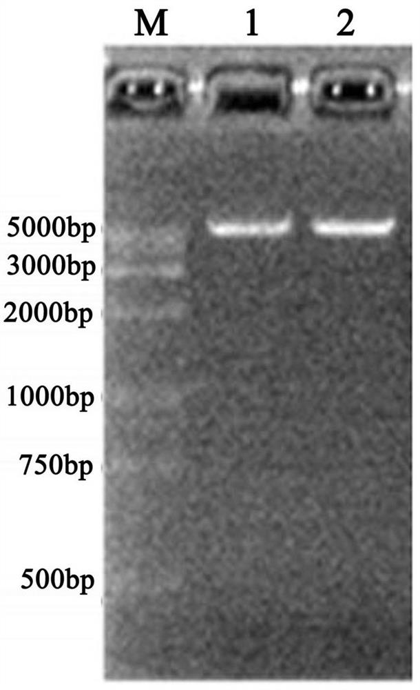 A kind of plant RNAi expression vector and its construction method and application