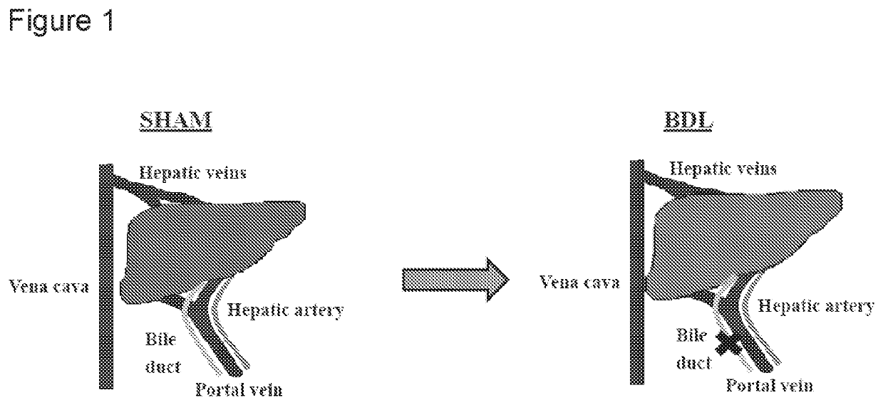 Treatment and prevention of muscle loss using L-ornithine in combination with at least one of phenylacetate and phenylbutyrate