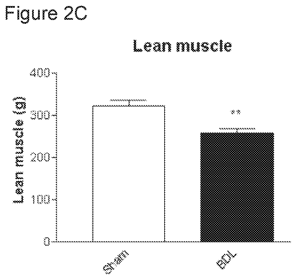 Treatment and prevention of muscle loss using L-ornithine in combination with at least one of phenylacetate and phenylbutyrate