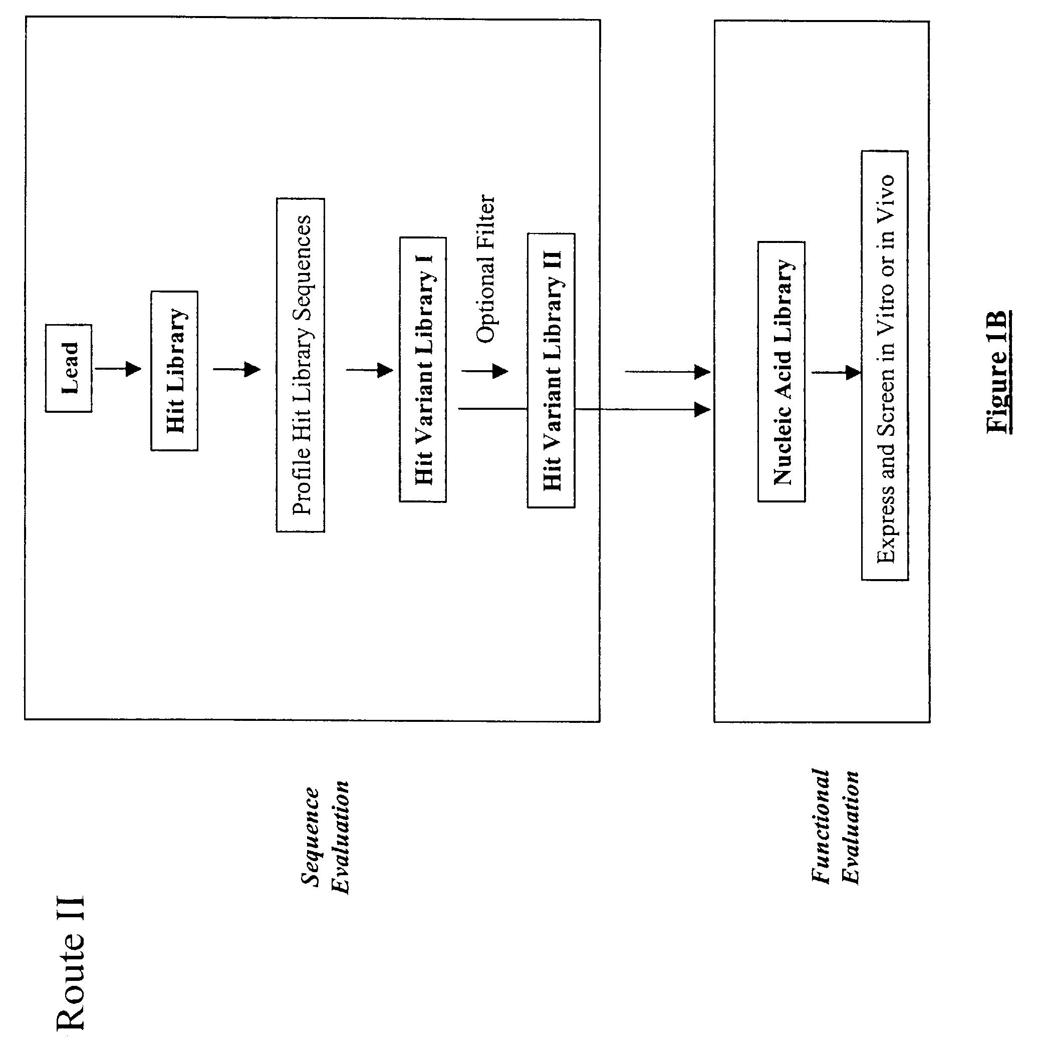 Generation and affinity maturation of antibody library in silico