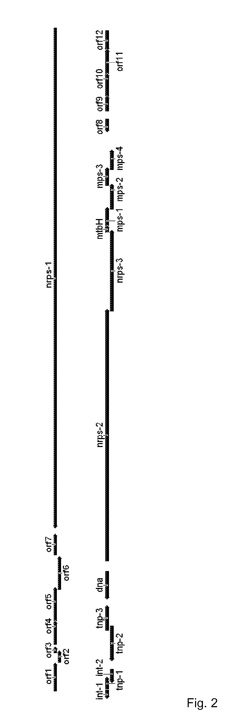 Gene cluster for biosynthesis of griselimycin and methylgriselimycin