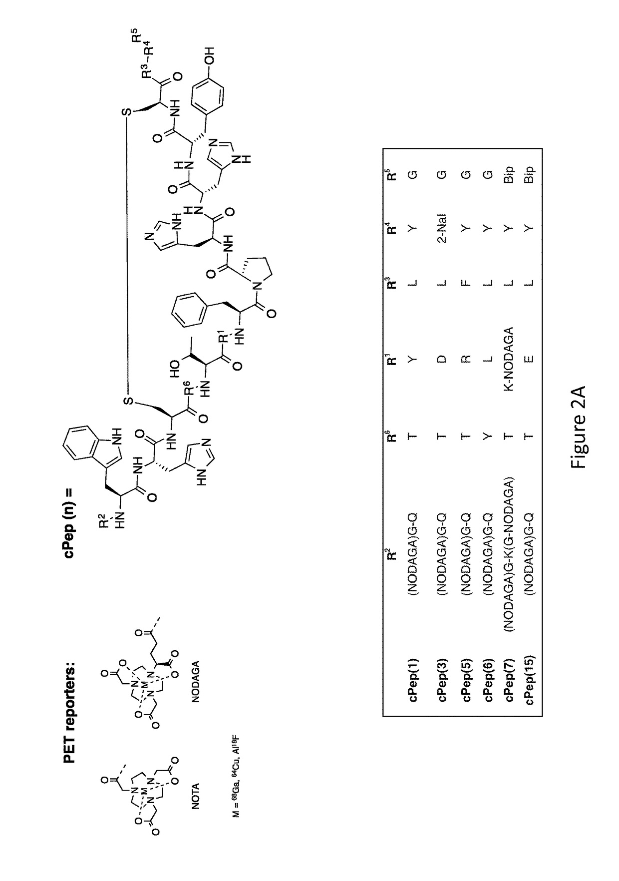 Collagen Targeted Imaging Probes