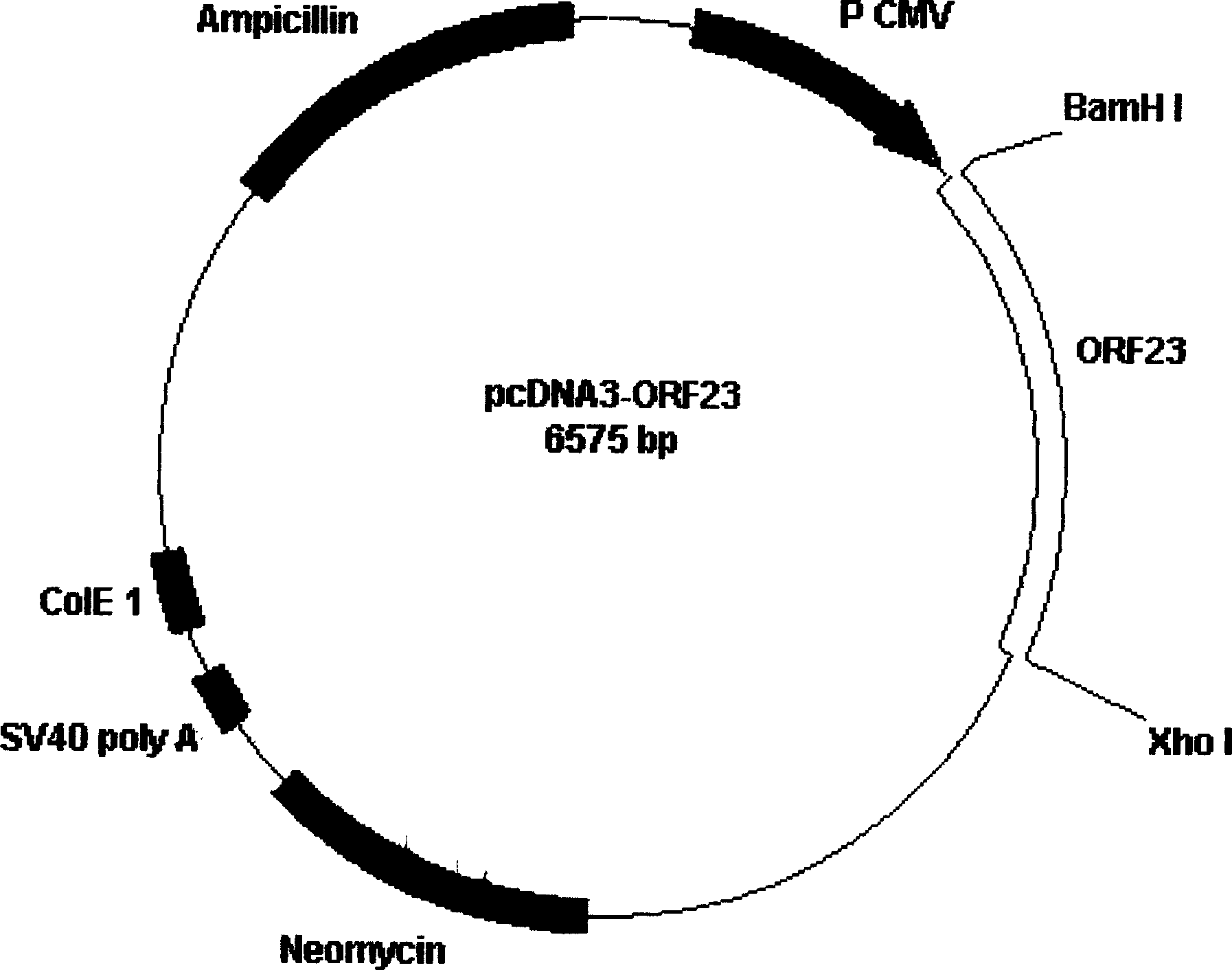 Bacterin of tabling gene of E type hepatitis virus