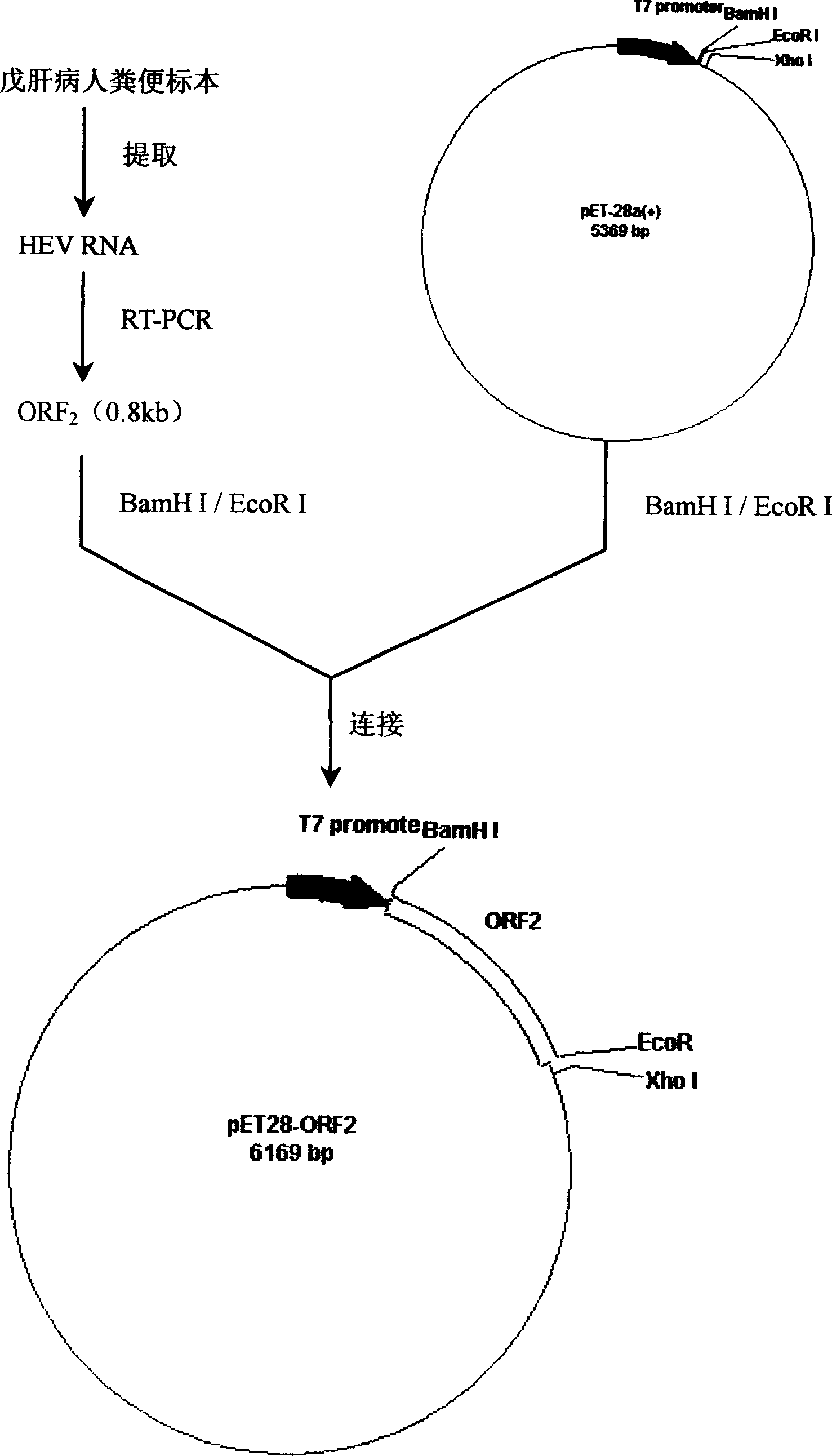 Bacterin of tabling gene of E type hepatitis virus