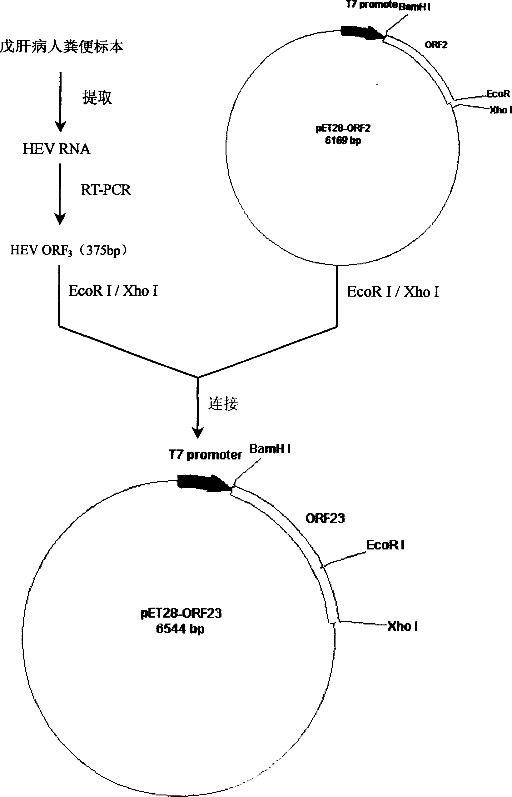 Bacterin of tabling gene of E type hepatitis virus