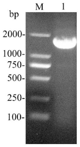 Coding gene of phospholipase D and expression and application thereof