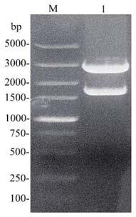 Coding gene of phospholipase D and expression and application thereof