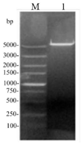 Coding gene of phospholipase D and expression and application thereof