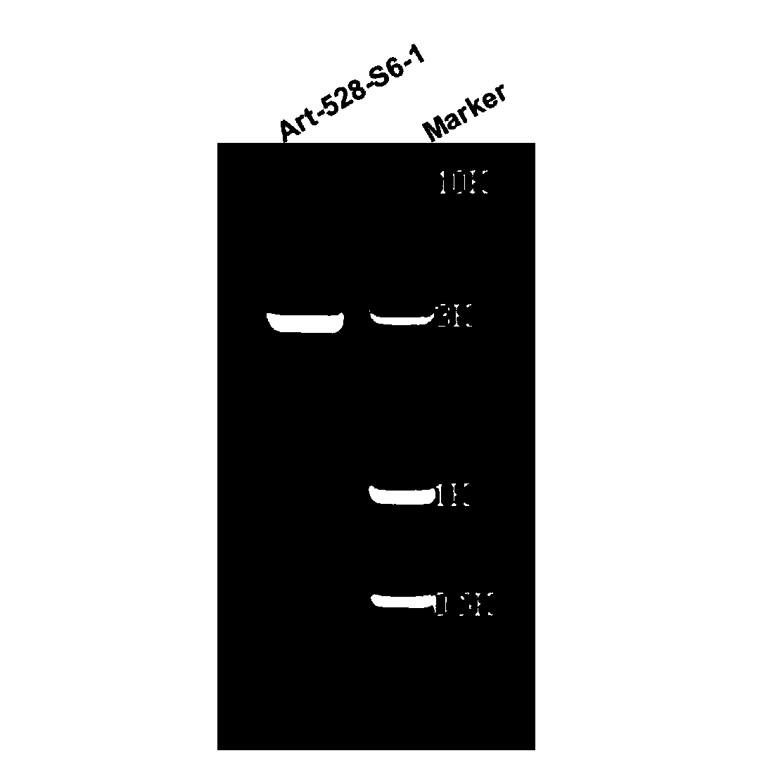 Method for enhancing black streaked dwarf resistance of paddy rice by using artificial microRNA (micro Ribonucleic Acid) and special double chain RNA thereof