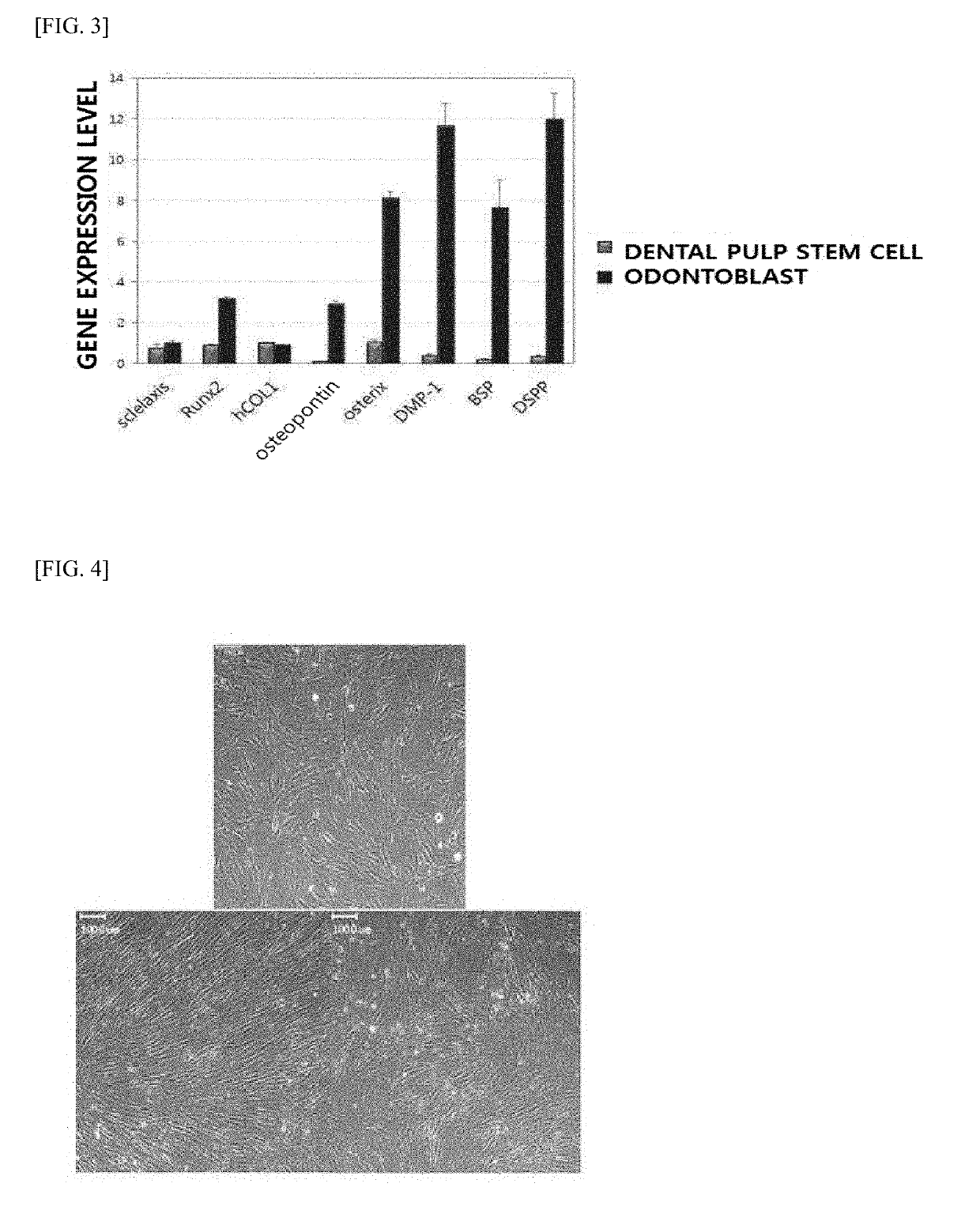 IgG TYPE MONOCLONAL ANTIBODIES SPECIFICALLY BINDING TO ODONTOBLAST SURFACE