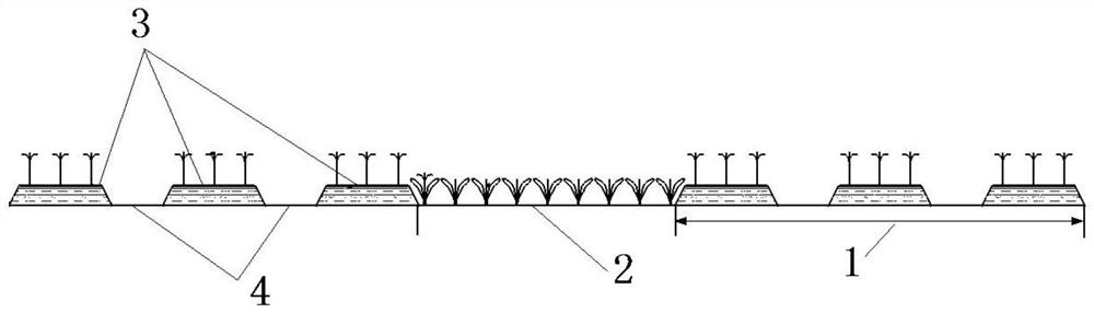 A kind of ramie planting and harvesting method