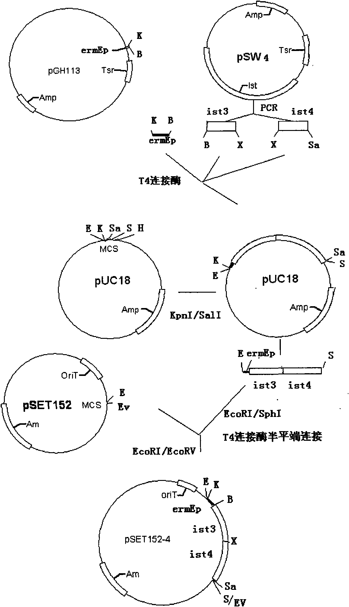 Gene series technology for increasing main component content of gene engineering isovaleryl selectomycin