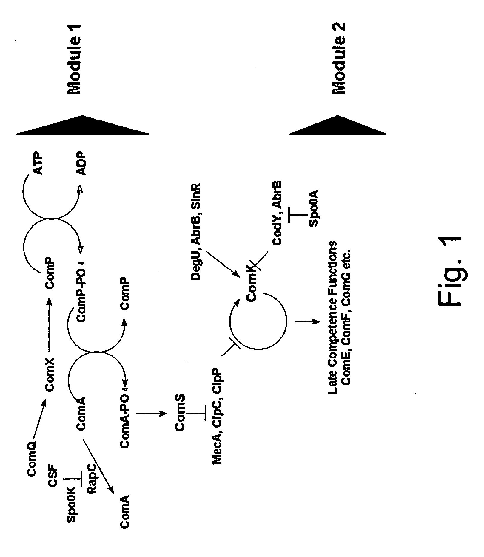 Methods of obtaining genetic competence in bacillus cells