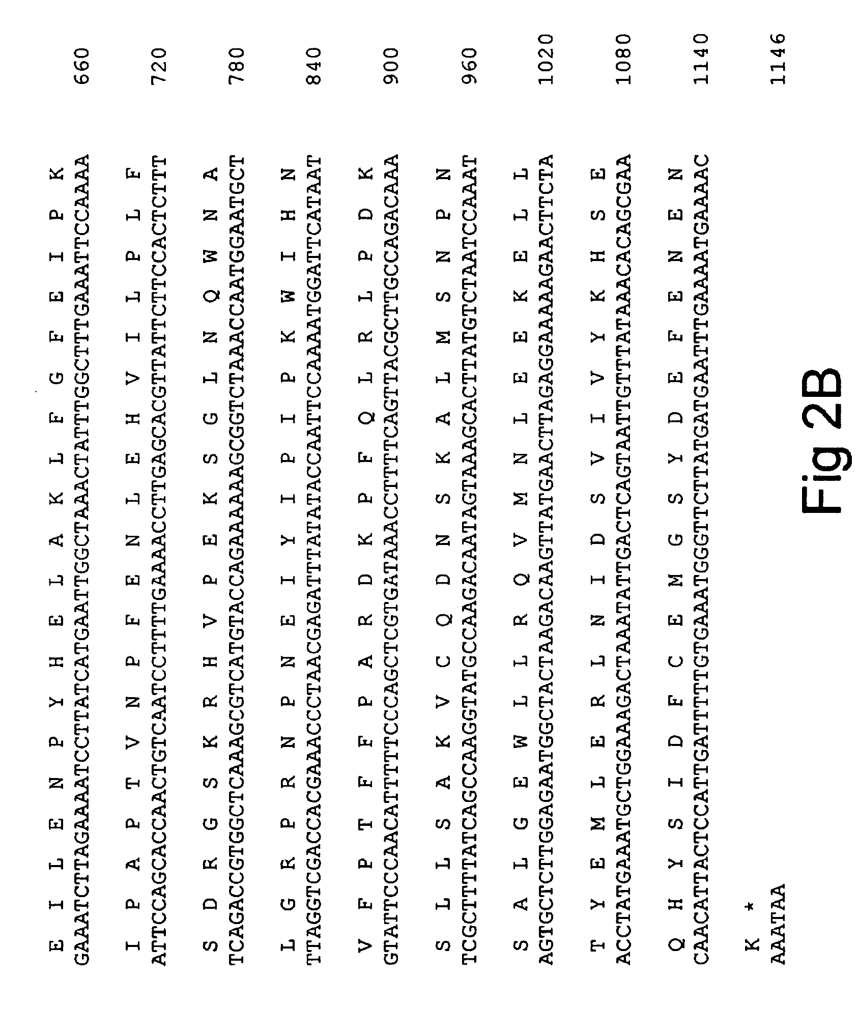 Methods of obtaining genetic competence in bacillus cells