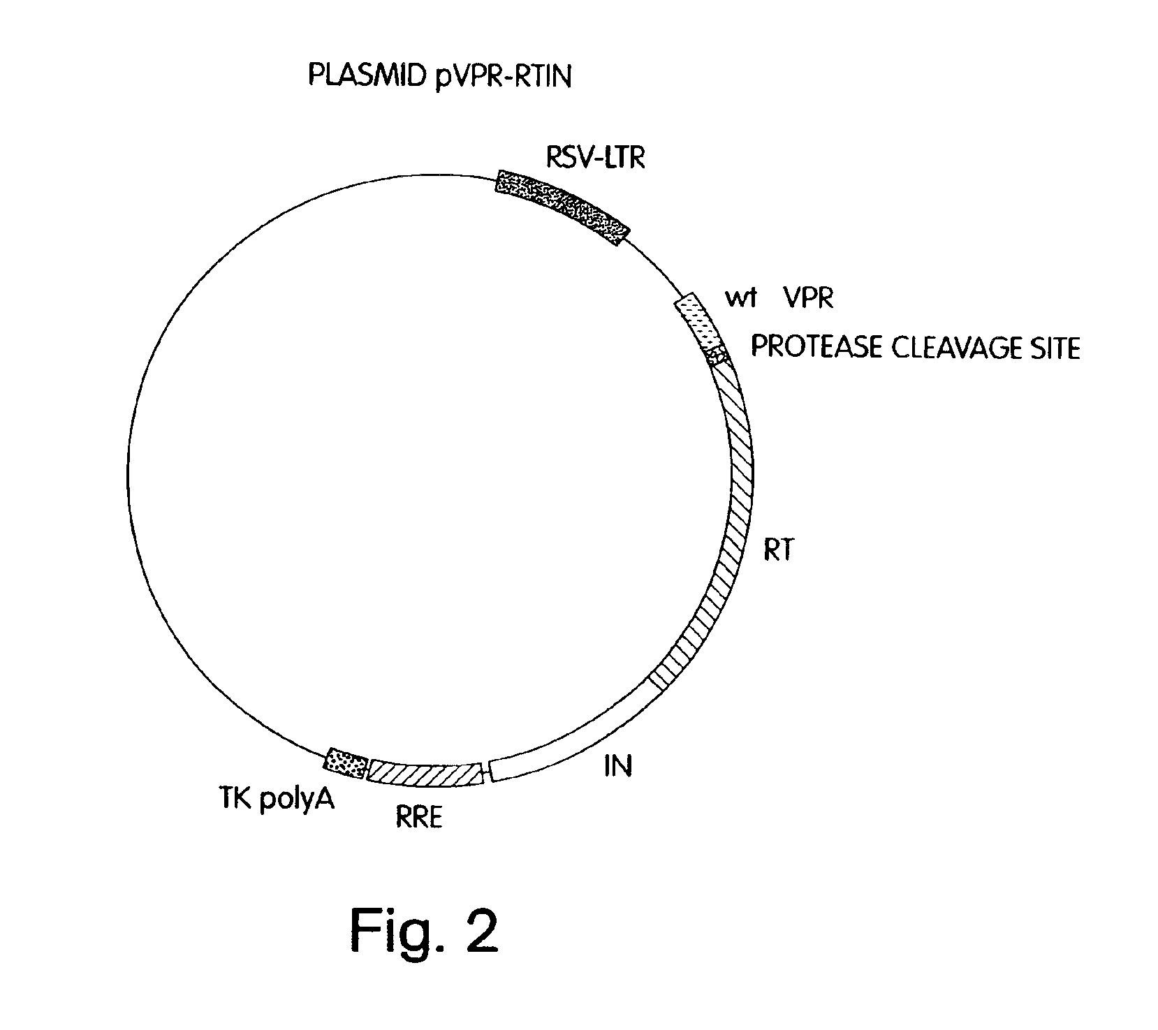 Lentiviral packaging cells and uses therefor