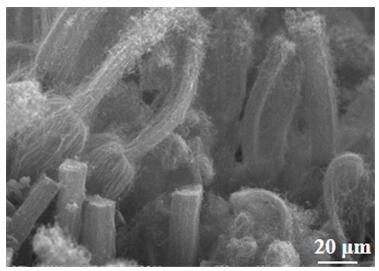 Preparation method and application of an oxidized nitrogen-doped carbon nanotube array cluster/flexible carbon fiber material integrated electrode