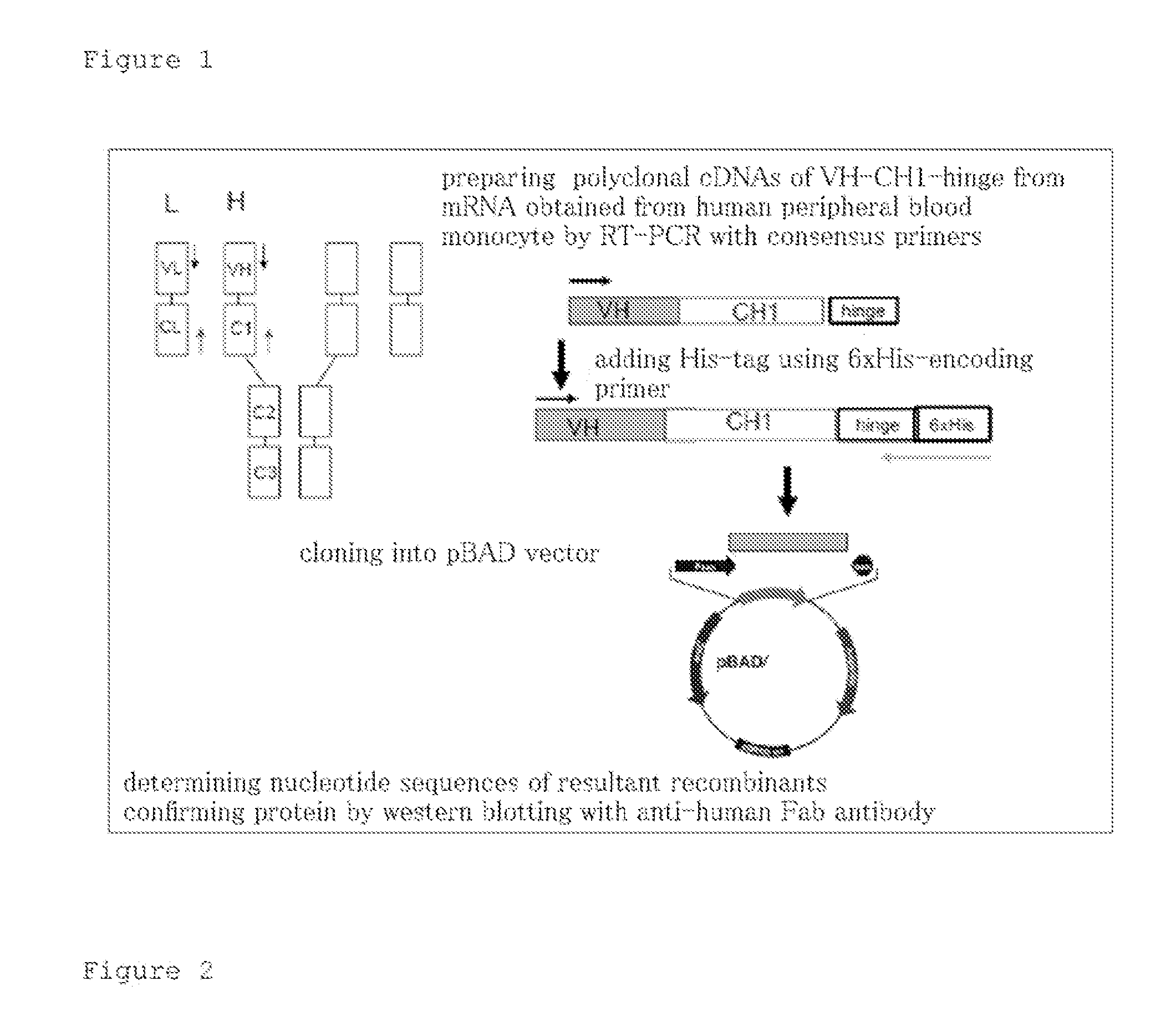 Artificially Produced Polyclonal Immunoglobulin Preparation