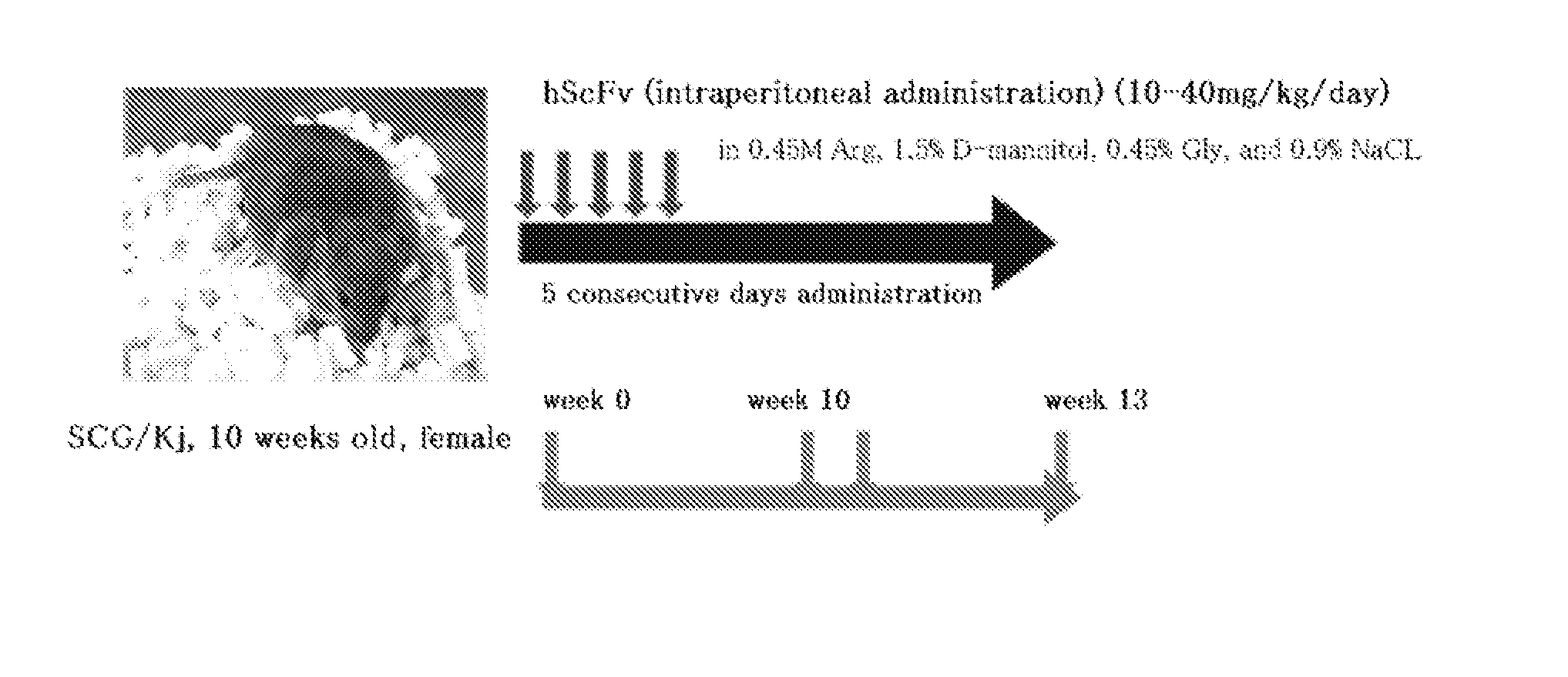 Artificially Produced Polyclonal Immunoglobulin Preparation