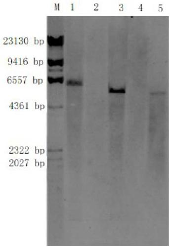 Flanking sequences of transgenic insect-resistant herbicide-resistant maize CM8101 exogenous insertion fragment and application thereof