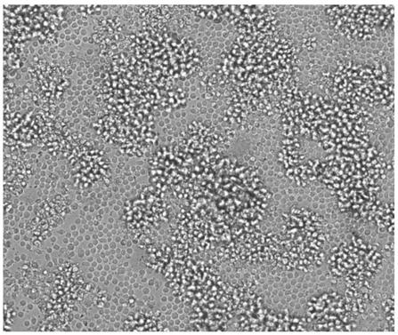 Method for establishing immortalized lymphoblastoid cell lines and kit