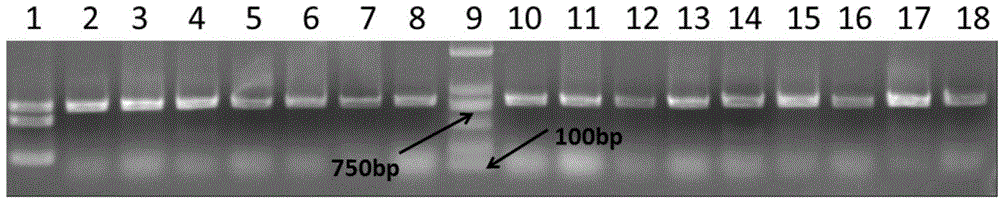 Anti-rice blast gene Pi9 specific CAPS marker Pi9caps and application thereof