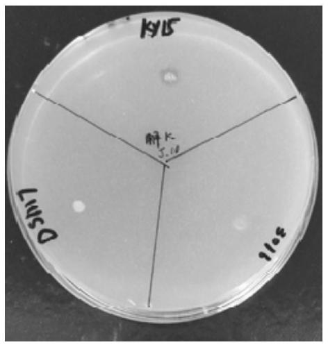 Paenibacillus amylolyticus KY15, bacterial agent, their application and product with Paenibacillus amylolyticus KY15 or bacterial agent