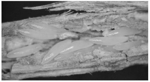 Preservation method for golden cicada eggs