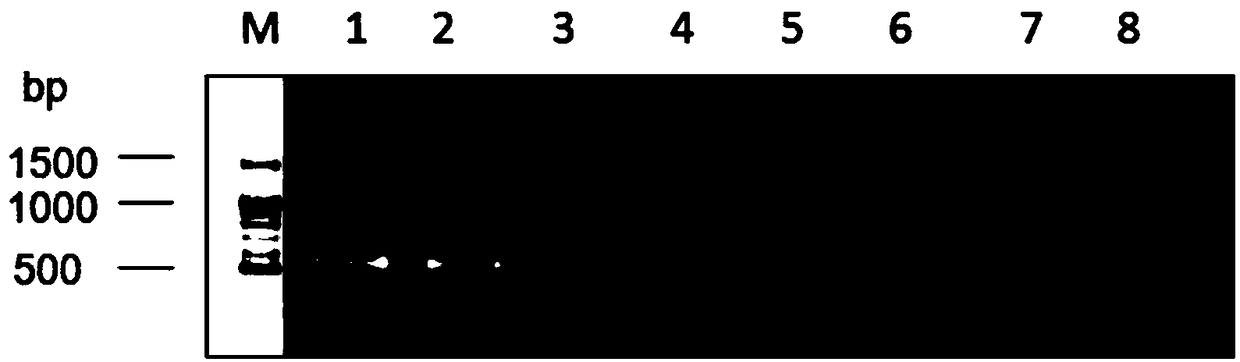 Primer group, kit and method for HLA-DRB1 gene high-resolution typing