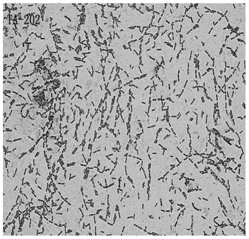 Bacillus thuringiensis generating protease and siderophore and application of bacillus thuringiensis