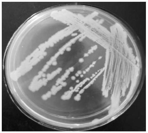 Bacillus thuringiensis generating protease and siderophore and application of bacillus thuringiensis