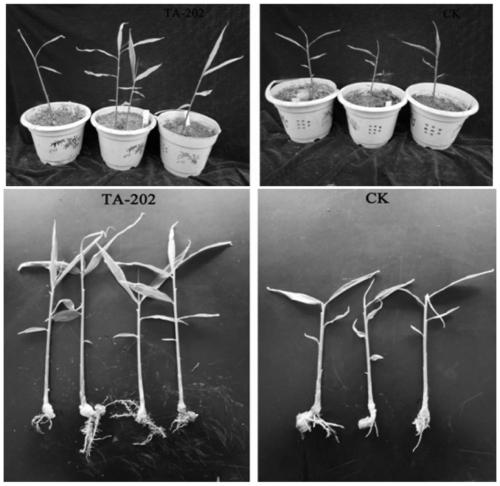 Bacillus thuringiensis generating protease and siderophore and application of bacillus thuringiensis