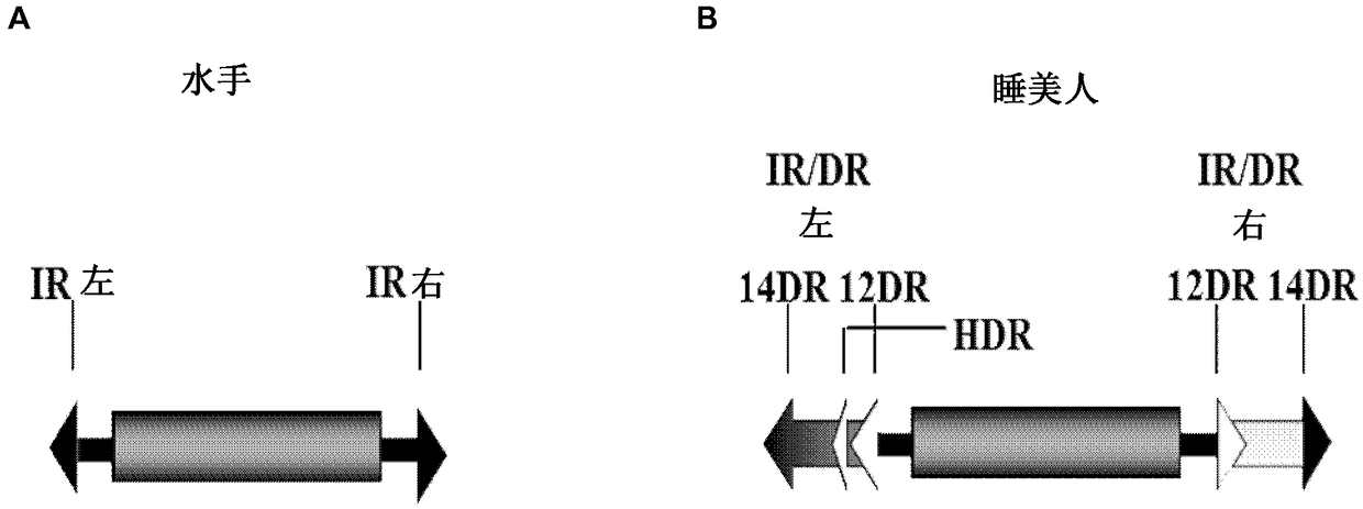 Enhanced sleeping beauty transposons, kits and methods of transposition