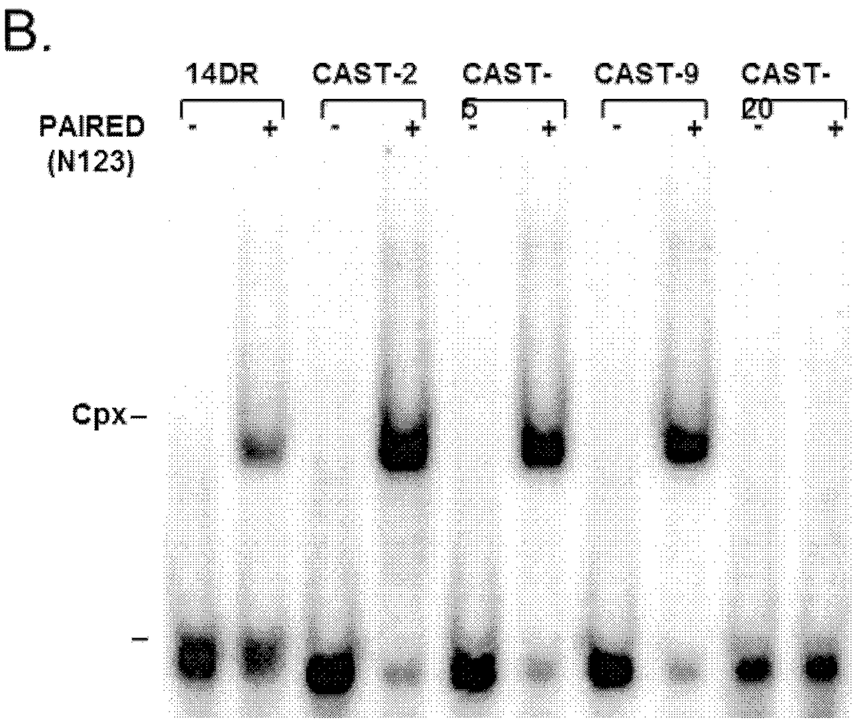 Enhanced sleeping beauty transposons, kits and methods of transposition