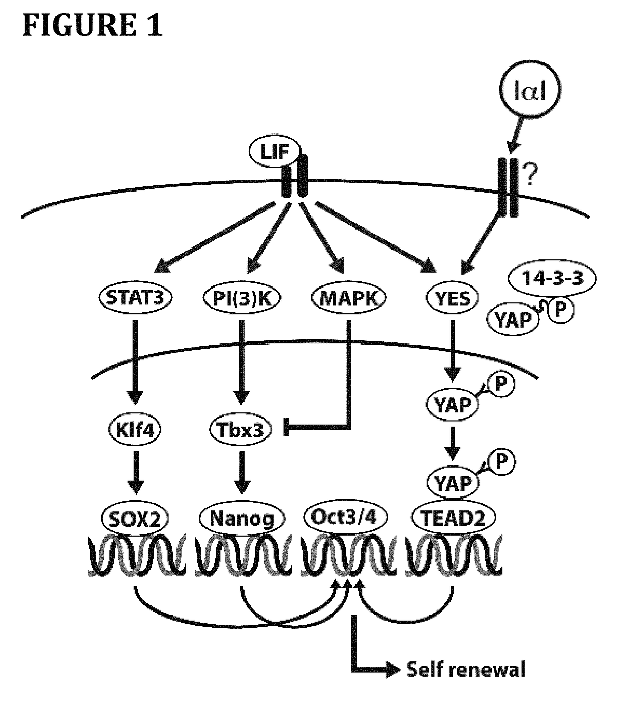 Method for cell culture