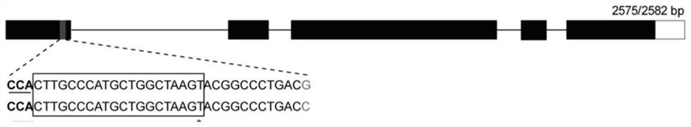 Method and application of knocking out bnmax1 gene in Brassica napus using CRISPR-Cas9 system