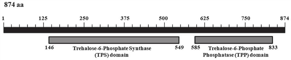 Trehalose synthesis bifunctional enzyme coding gene TvTPS/TPP and application thereof