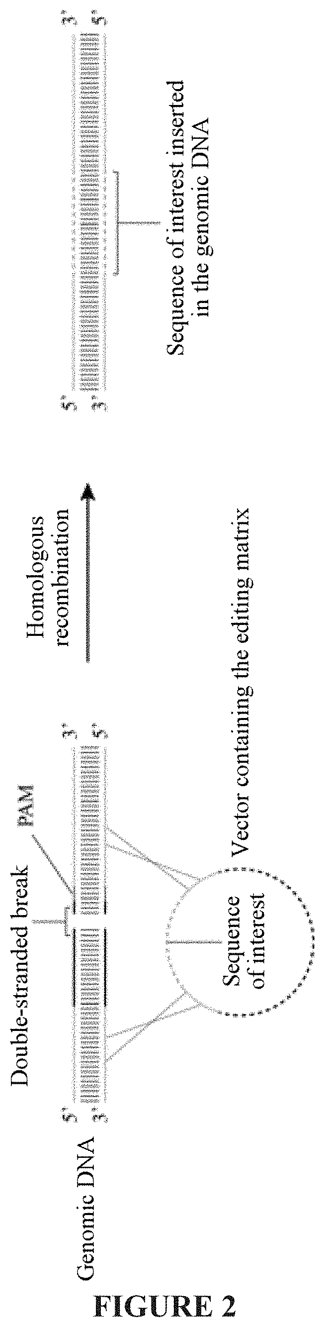 Optimized genetic tool for modifying bacteria