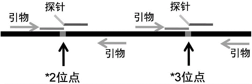 Visualized CYP2C19 genotyping detection kit