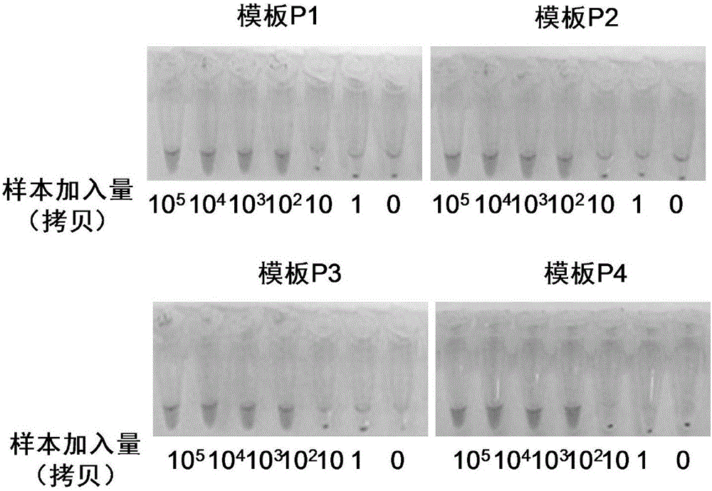 Visualized CYP2C19 genotyping detection kit